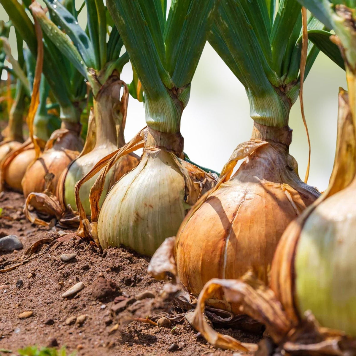 Spanish Yellow Onion Seeds - Heirloom Variety, 25+ Seeds, Sweet Flavor, Allium cepa, Perfect for Cooking