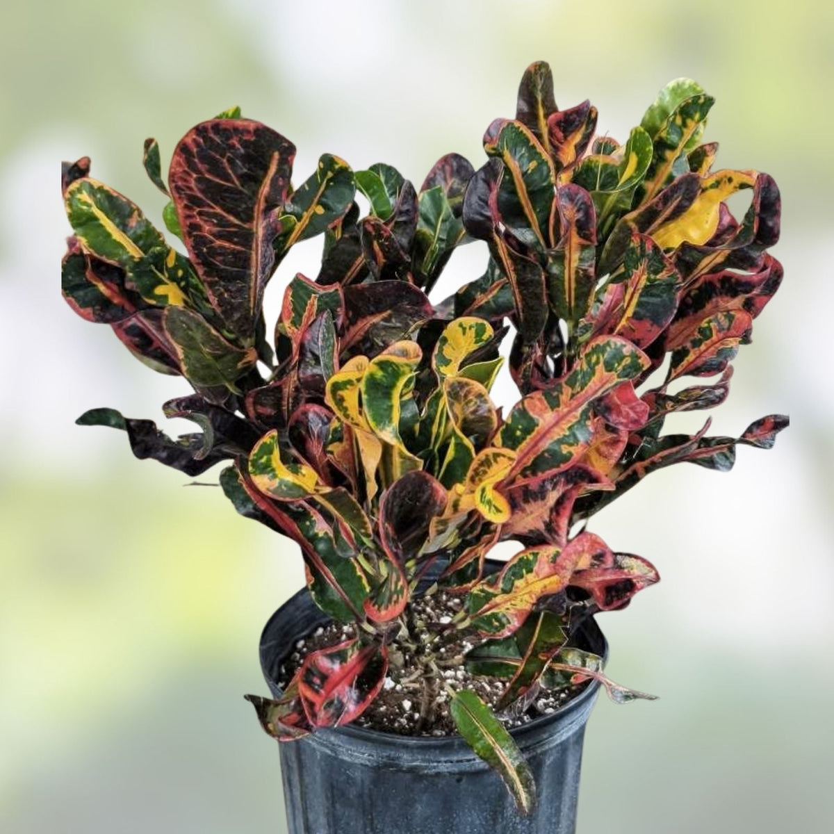 Croton Mamey Plant Cuttings 4-6 inches, Variegated Codiaeum variegatum, Extra Species Cuttings for Gardening