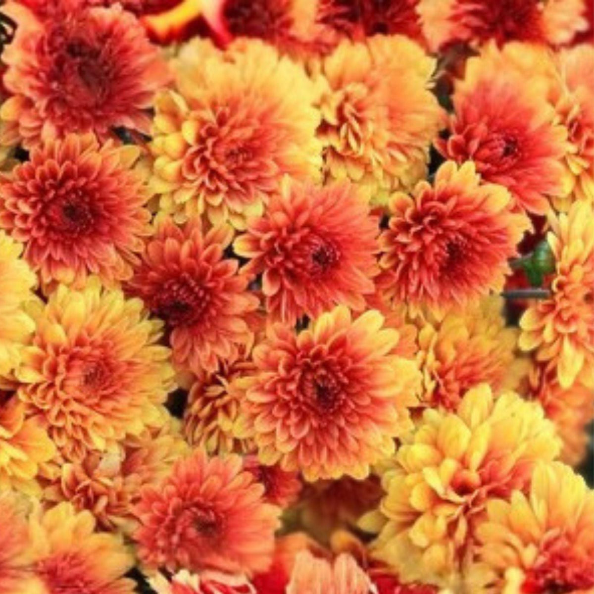 Lewisia Seeds Caramel Flair Non-GMO Flower Seeds 35 or 100 Count Garden Planting Lewisia spp.