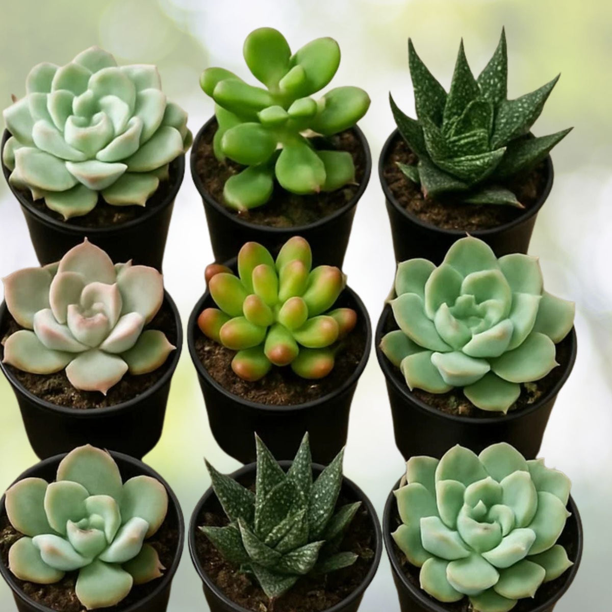 Succulent Variety Pack – Set of 6 Live Easy Care Assorted Succulents – Perfect for Home Decor and Gifts