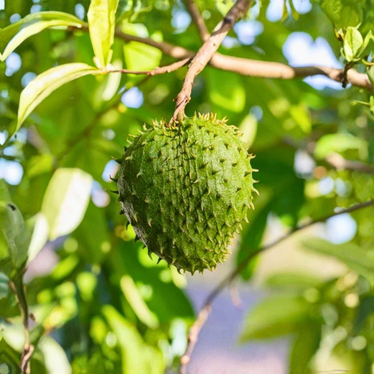 Soursop Fruit Seeds - 10 Count, Tropical Exotic Variety, Annona muricata, Easy to Grow Fruit Tree