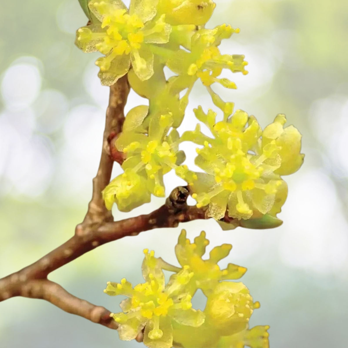 Spicebush Plant 6 12" Tall 4" Pot Lindera Benzoin Fragrance Bush Shrub Native Woodland Herb