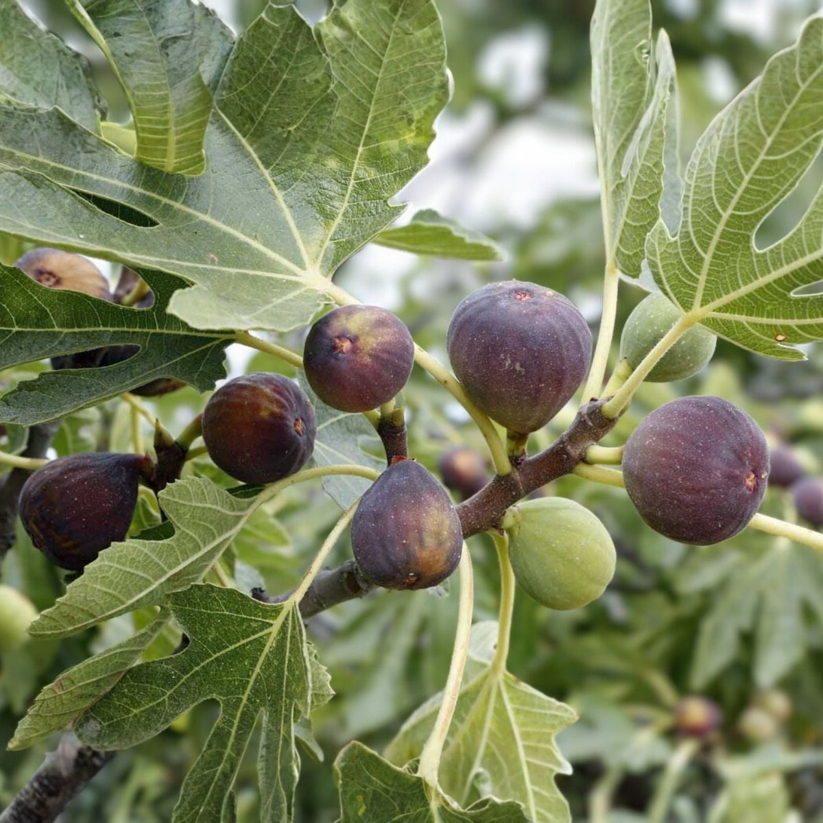 Petite Fig Cuttings - 2 Dwarf Ficus carica Tree for Zones 8-10, Indoor & Outdoor Gardening, Fruit Bearing, Small Fig Tree