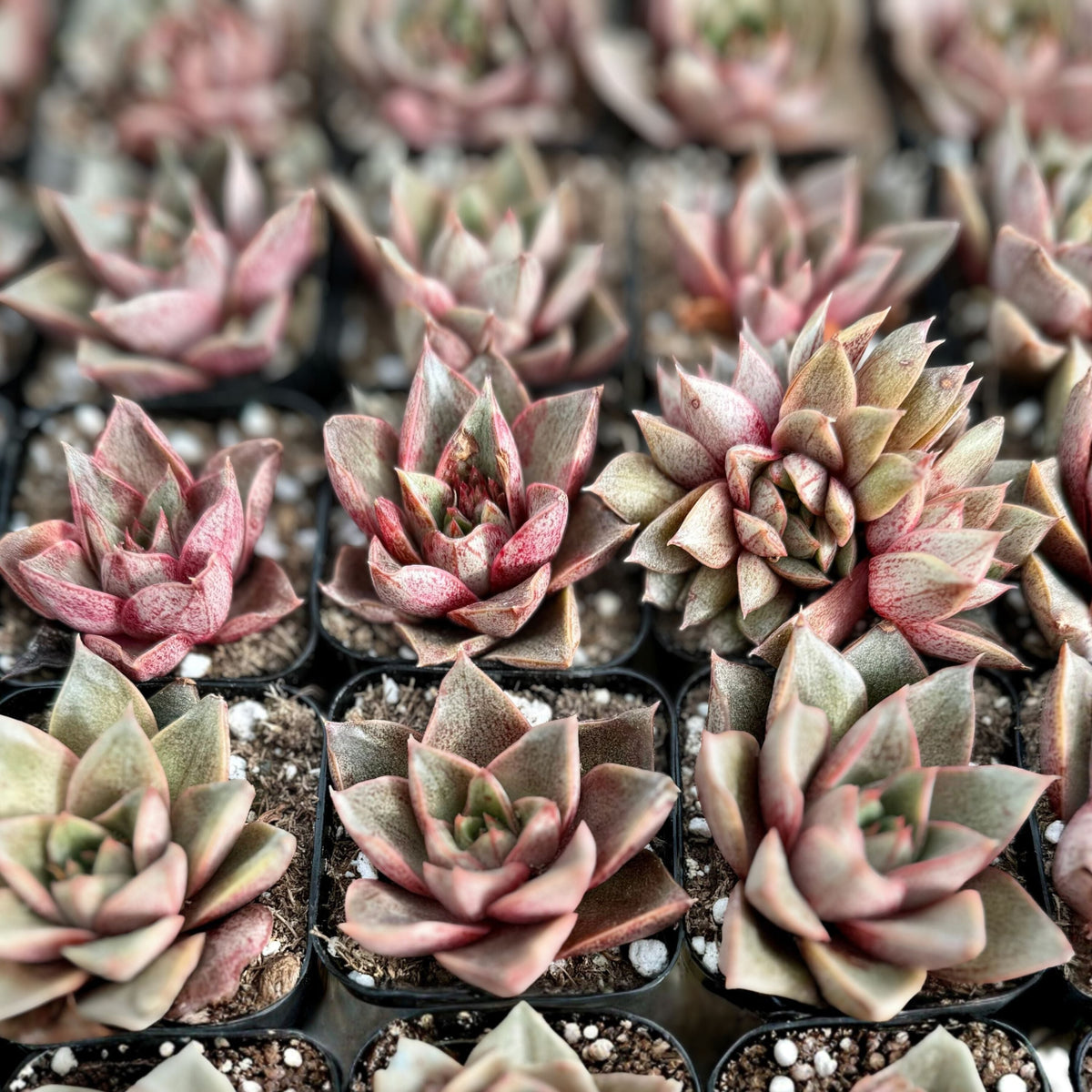 Echeveria Purpusorum Succulent in 2.5” Pot - Green with Reddish Brown Spots - Drought Tolerant Plant - Echeveria purpusorum