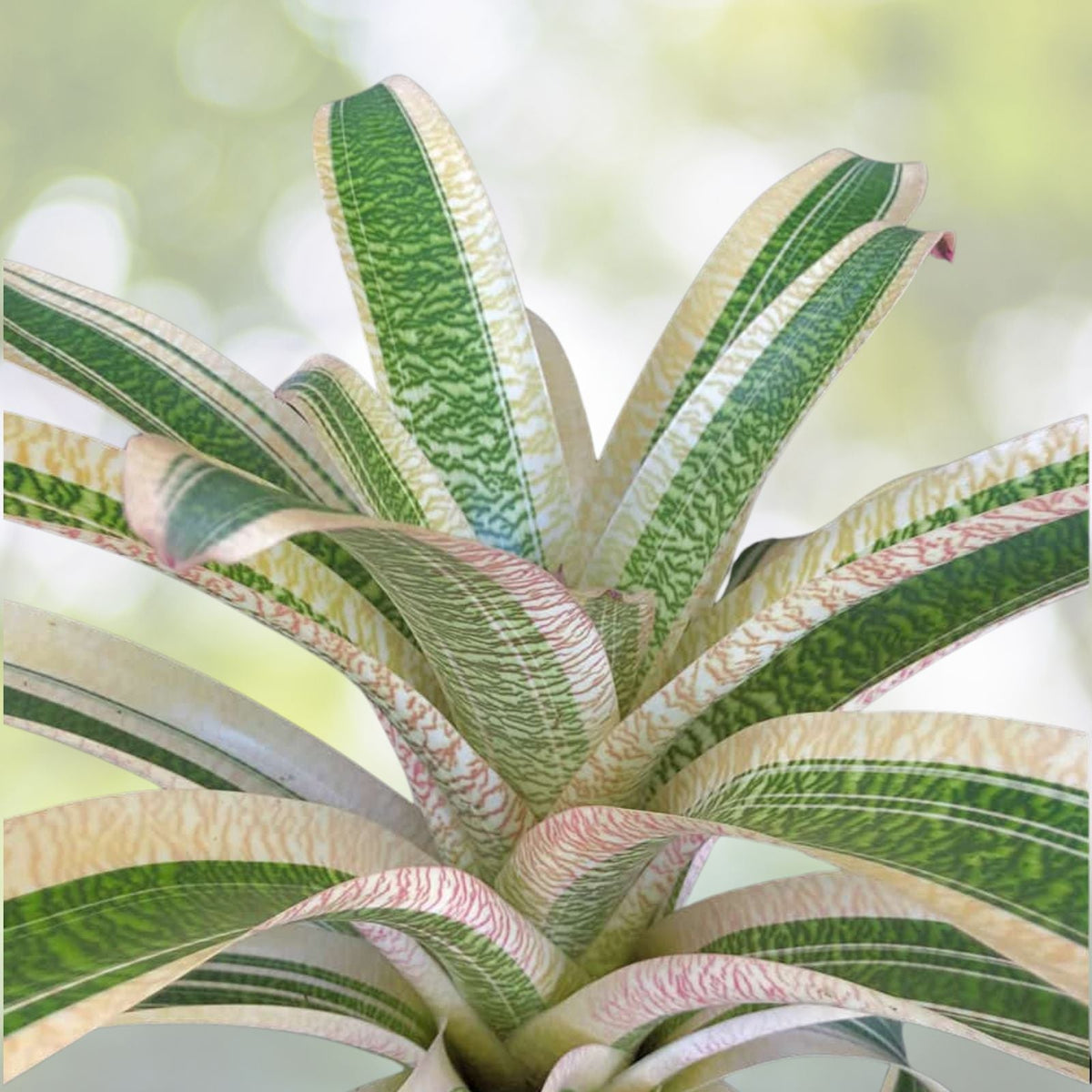 Bromeliad Plant 6" Pot Vriesea Milky Way - Rare Tropical Houseplant for Indoor Decor - Ideal for Plant Lovers and Collectors