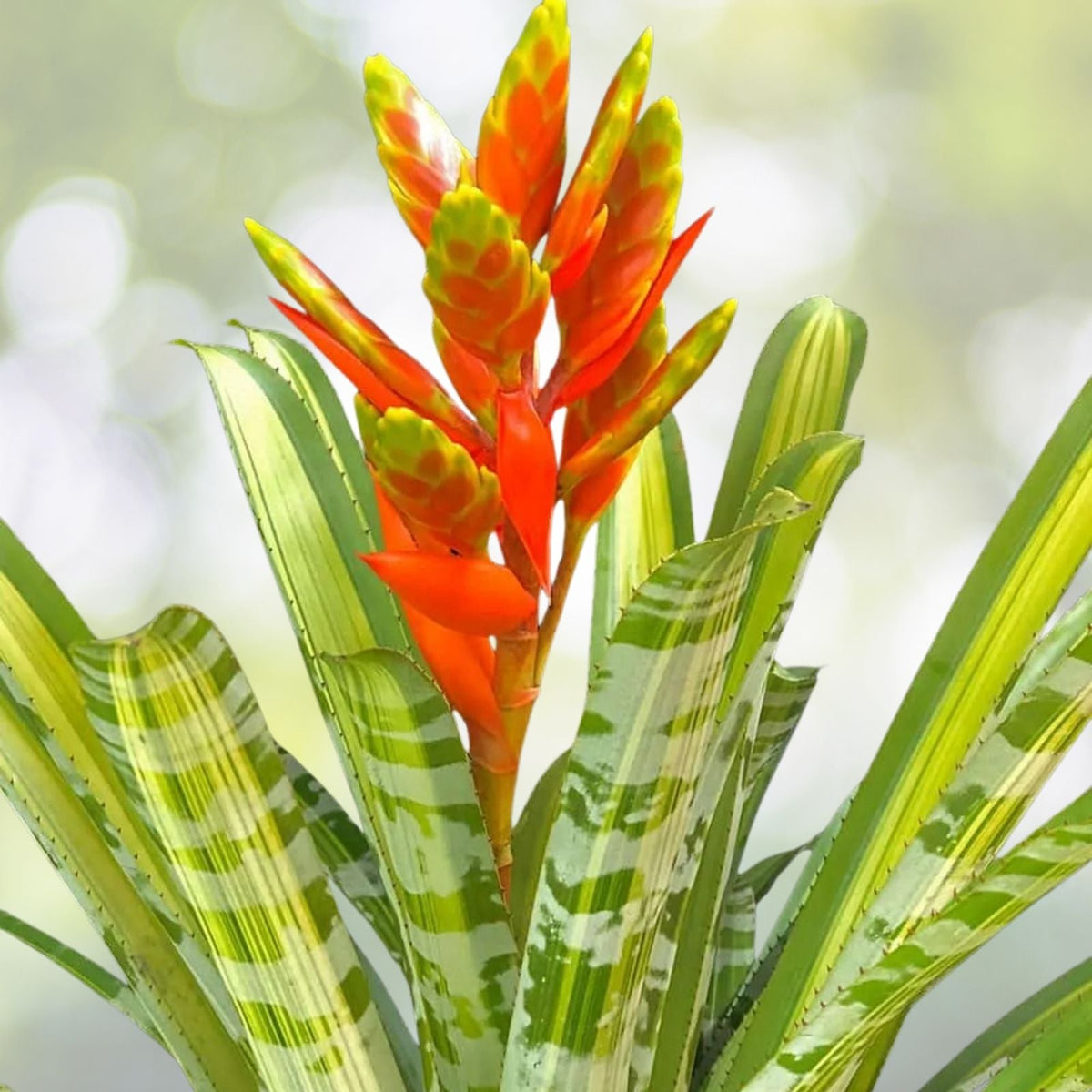 Aechmea Zebrina Variegated Bromeliad 8" Pot | Unique Green & Yellow Foliage | Aechmea zebrina