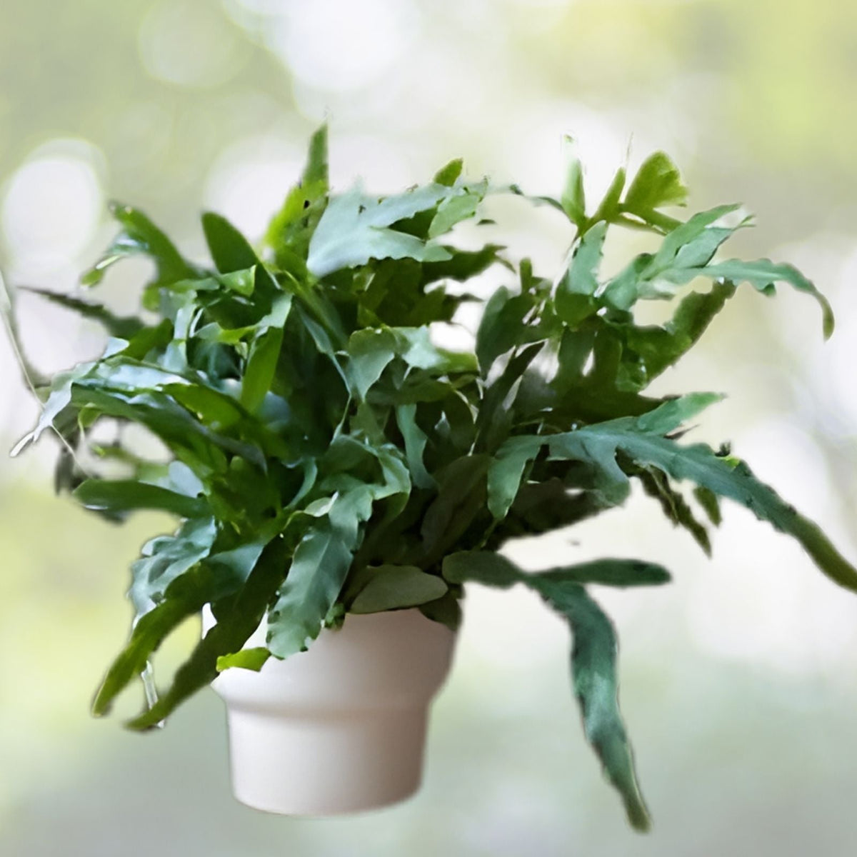 Blue Star Fern 6" Pot - Golden Polypody, Powdery Blue-Green Fronds, Phlebodium aureum, Indoor Pet-Friendly Plant