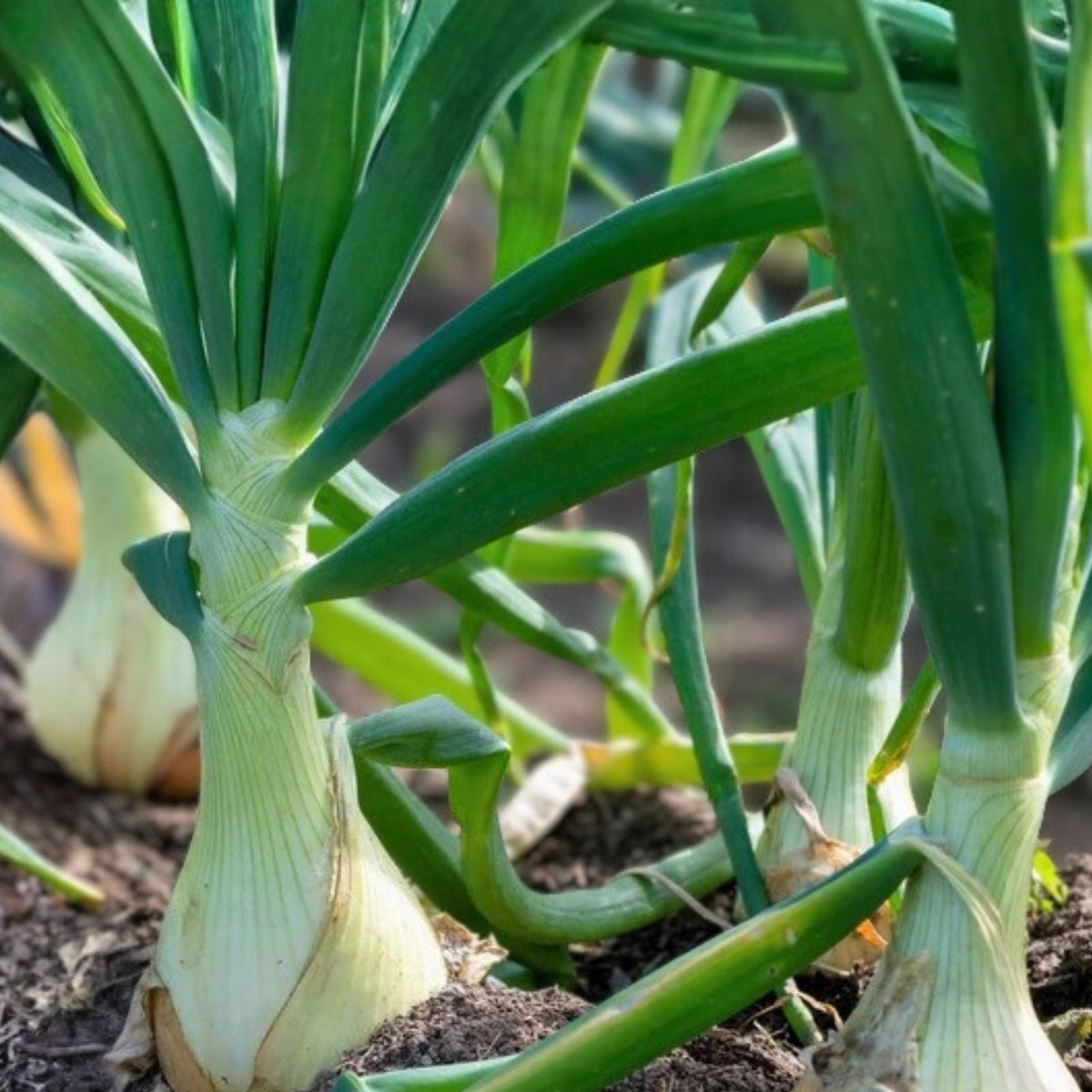Spanish White Onion Seeds - Heirloom Variety - 25+ Sweet Allium cepa Seeds for Cooking