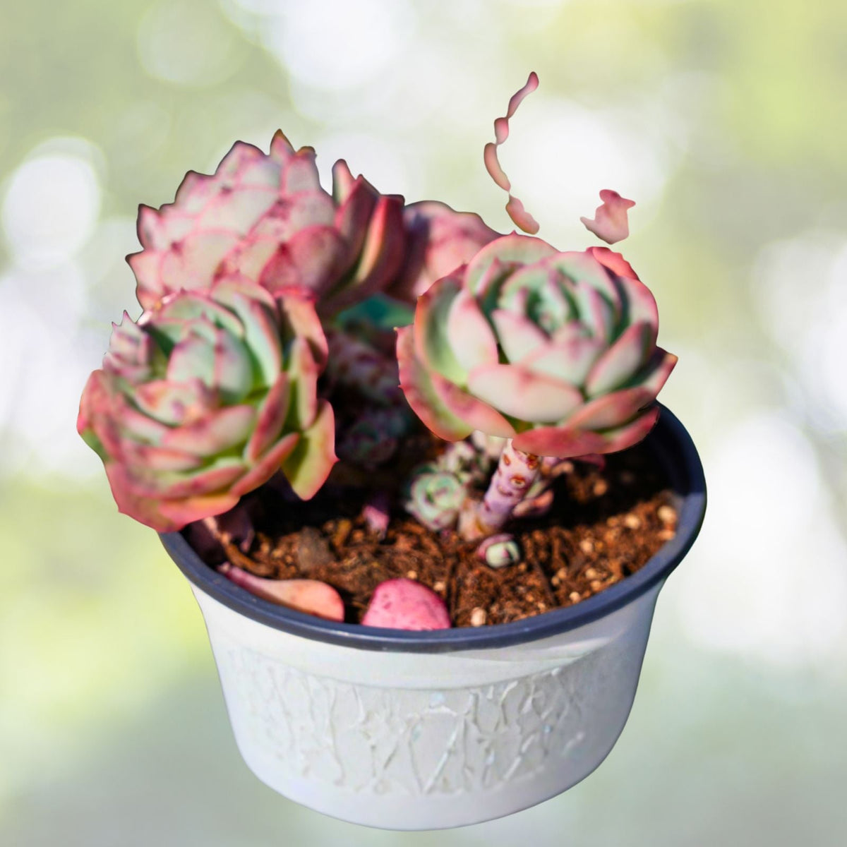Echeveria Succulent 4" Purple Rosette Echeveria 'Devotion' Easy Care Houseplant