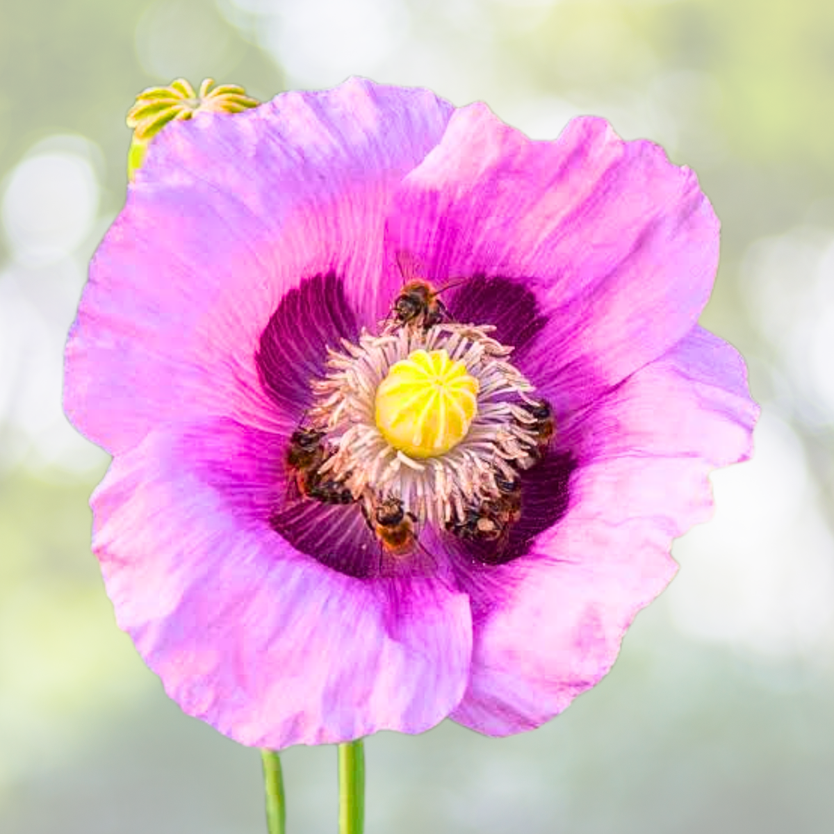 Poppy Seeds Mix - 1000 Non-GMO Seeds in Mixed Colors - Papaver somniferum for Baking