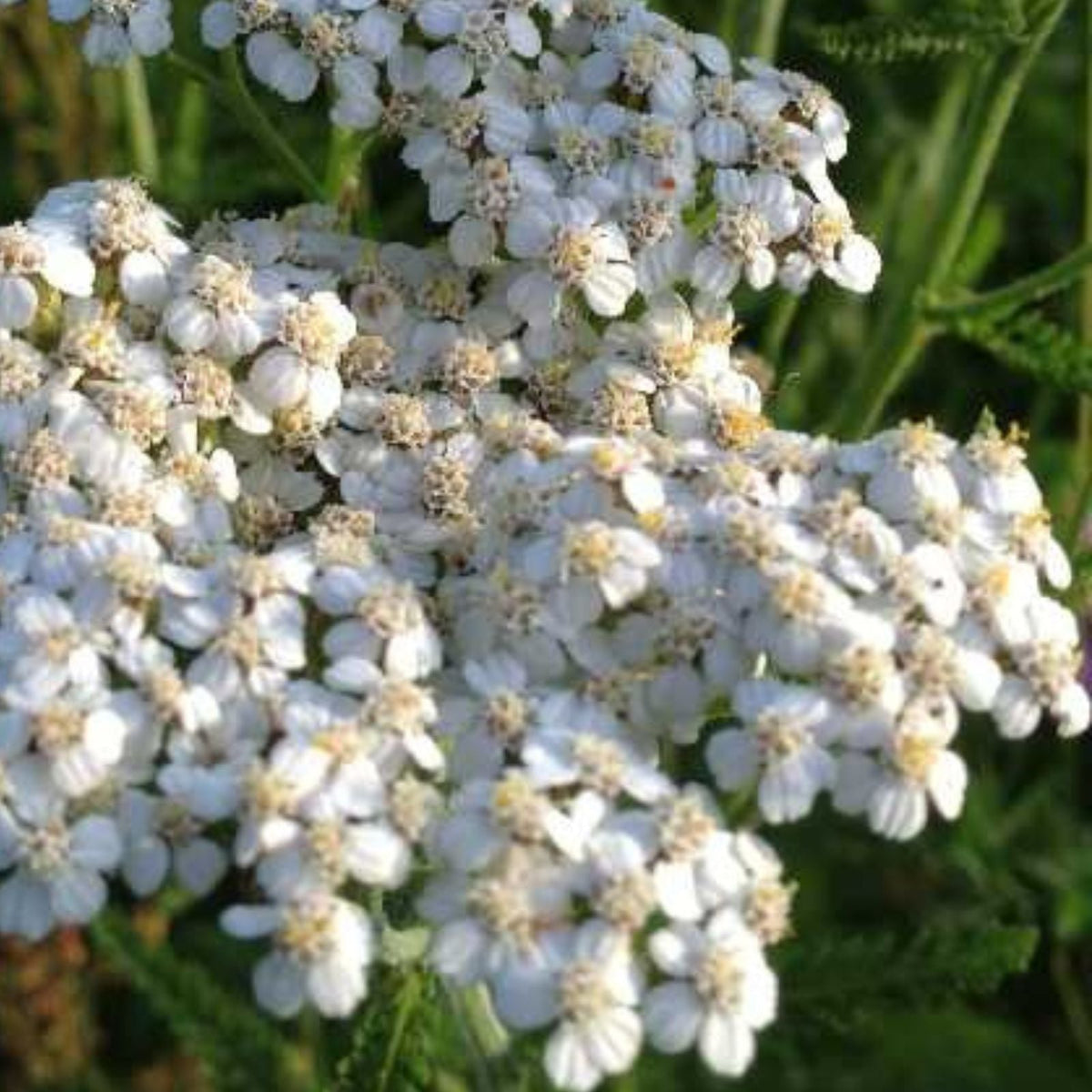 White Yarrow Bare Root Live Plant - Achillea Millefolium Perennial Garden Flower