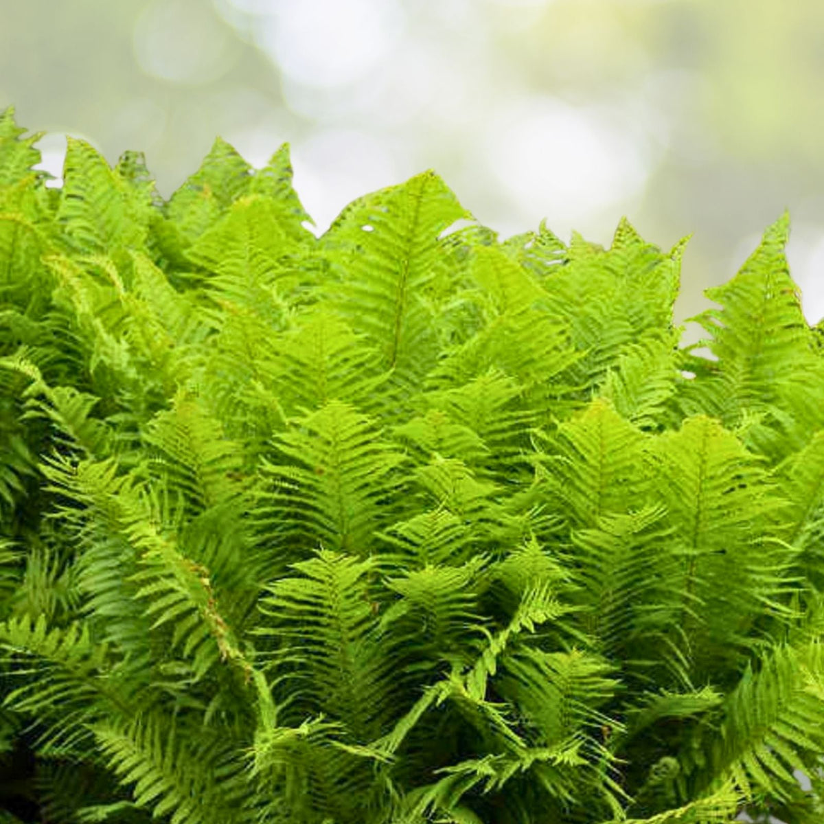 Ostrich Fern Roots - 10 Bare Root Perennials - Matteuccia struthiopteris - Native Woodland Shade Garden - Organically Grown