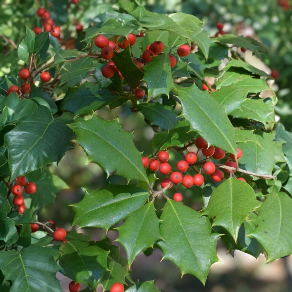 American Holly Cuttings 15+ Unrooted 5-8" Organic Ilex Opaca Evergreen Wildlife Attractant Fragrant Flowers Showy Fruits