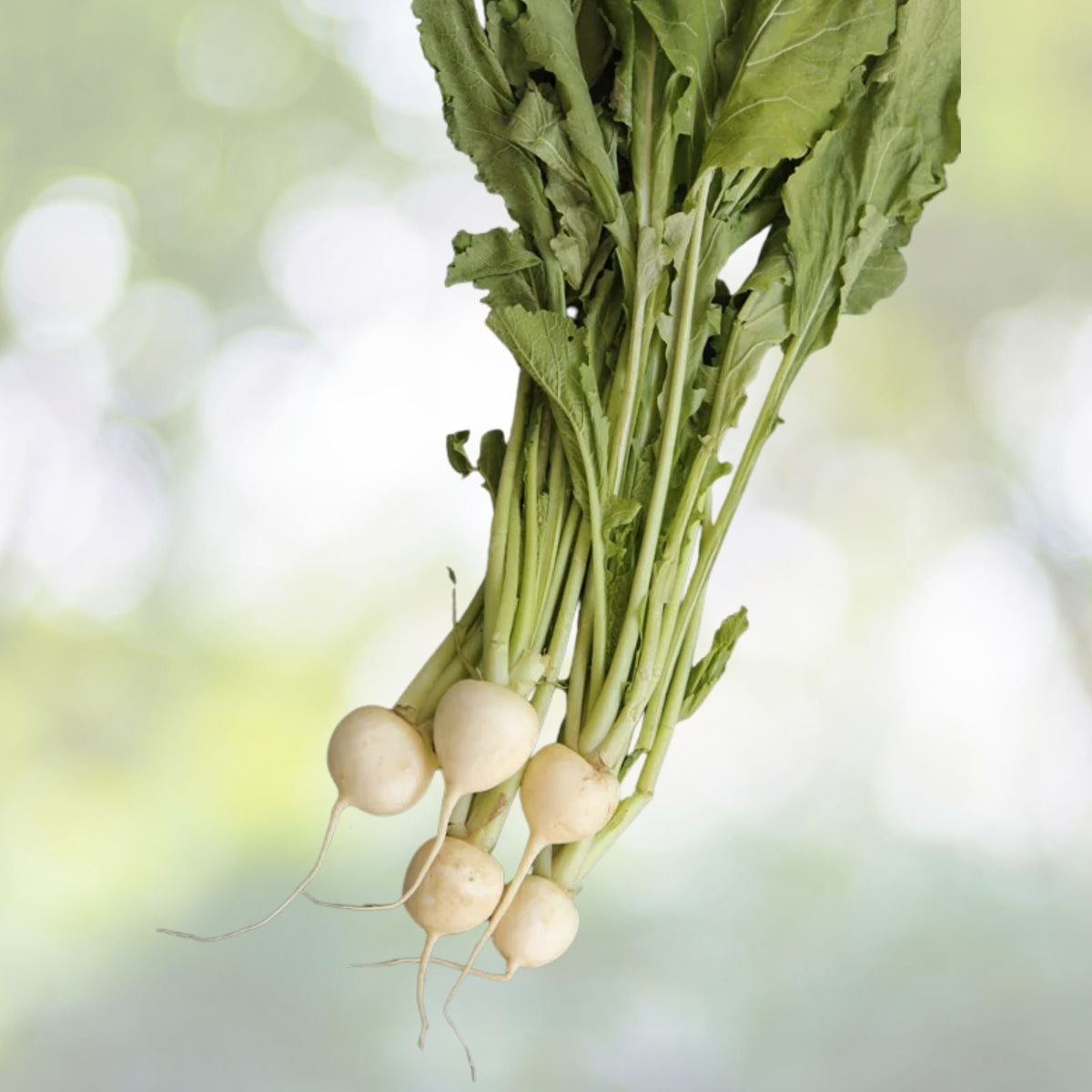 Namenia Turnip Seeds - NON-GMO Heirloom Vegetable Seeds - Brassica rapa - Fresh Garden Seeds for Home Gardening