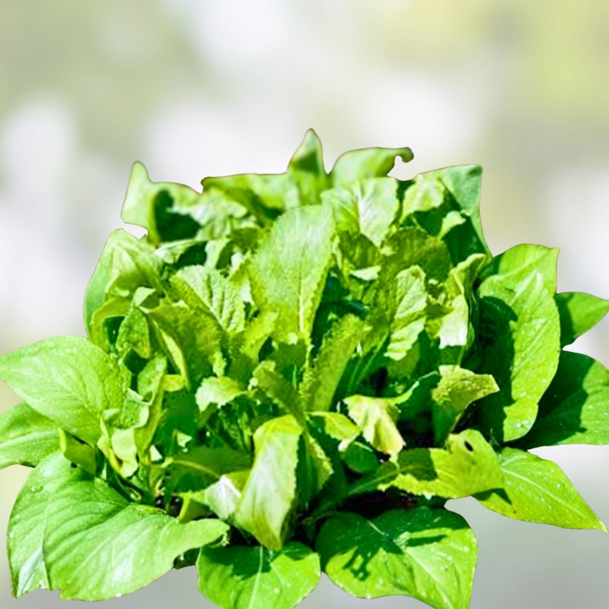 Mustard Green Seeds 500 Non-GMO Heirloom Brassica juncea Old Fashioned Variety for Cooking and Gardening