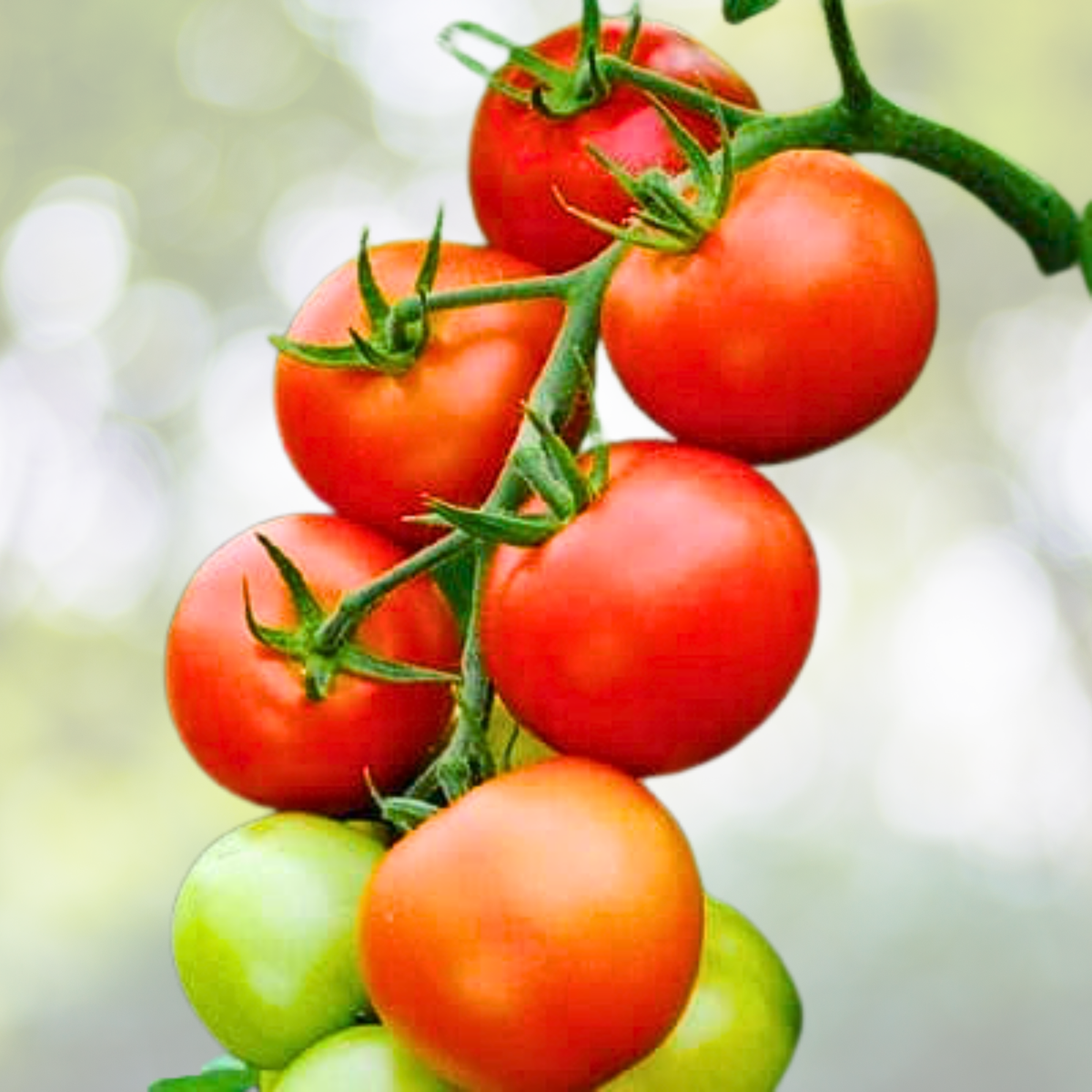 Heirloom Tomato Seeds - 100 Non-GMO Florida Determinate Slicing Variety - Ideal for Hot Climates, USA