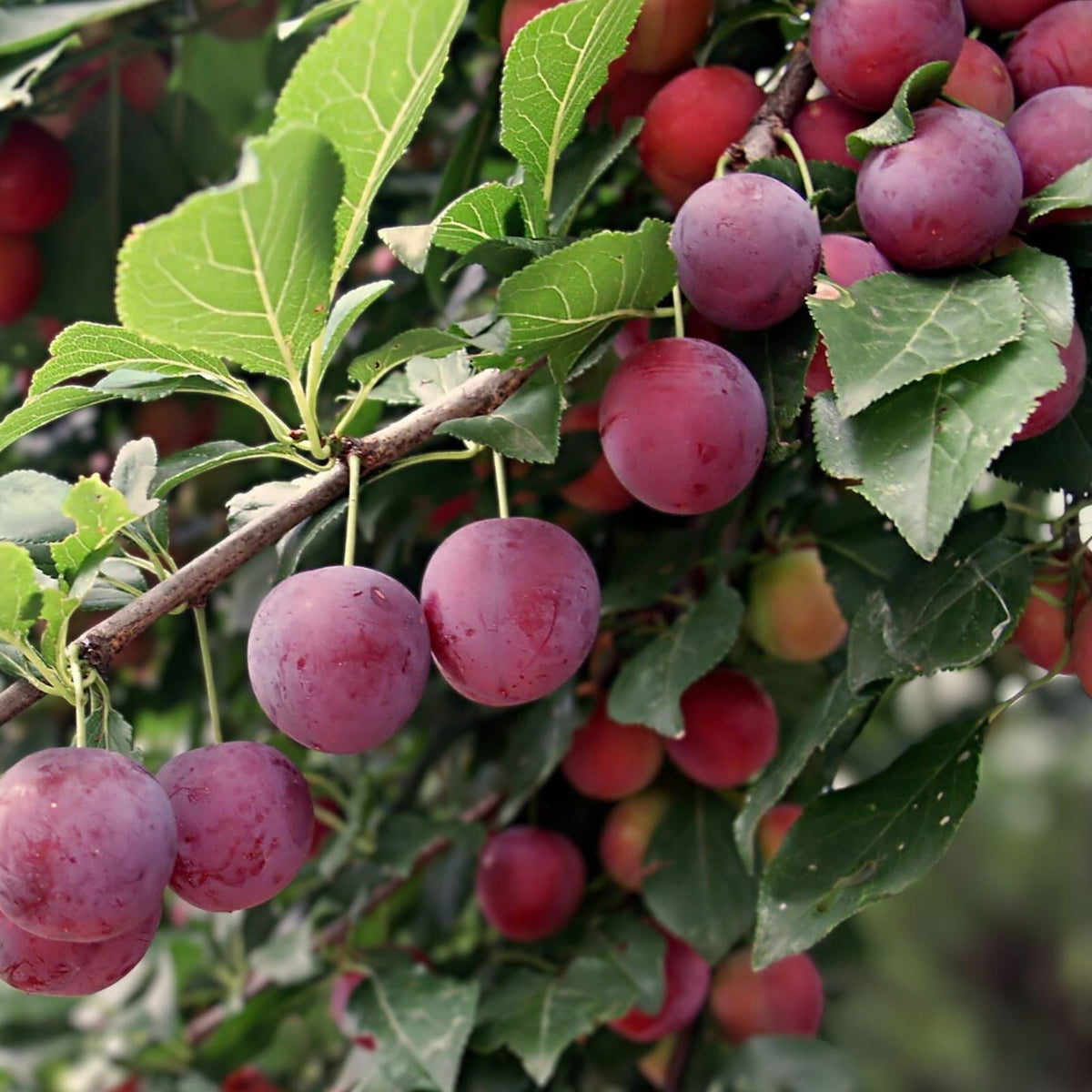 Wild American Plum Tree Live Plant – 18 Inches – Prunus spp. – Edible Fruit Tree for Garden and Landscape – Hardy Zones 5-9