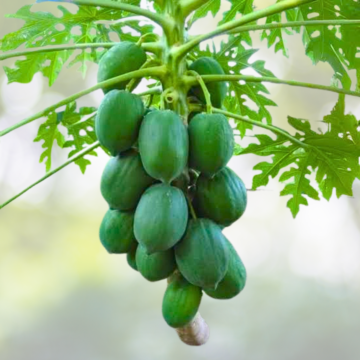 50pcs Red Heart Creamy Papaya Seeds - Carica papaya - Perfect for Home Garden Planting