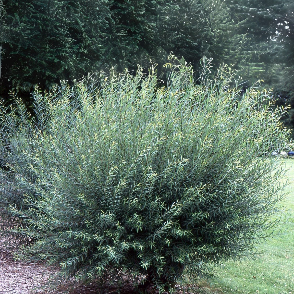 Jumbo Hybrid Willow Tree Cuttings - 25 Thick Root Stock - Salix spp. - Approx 10 Inches