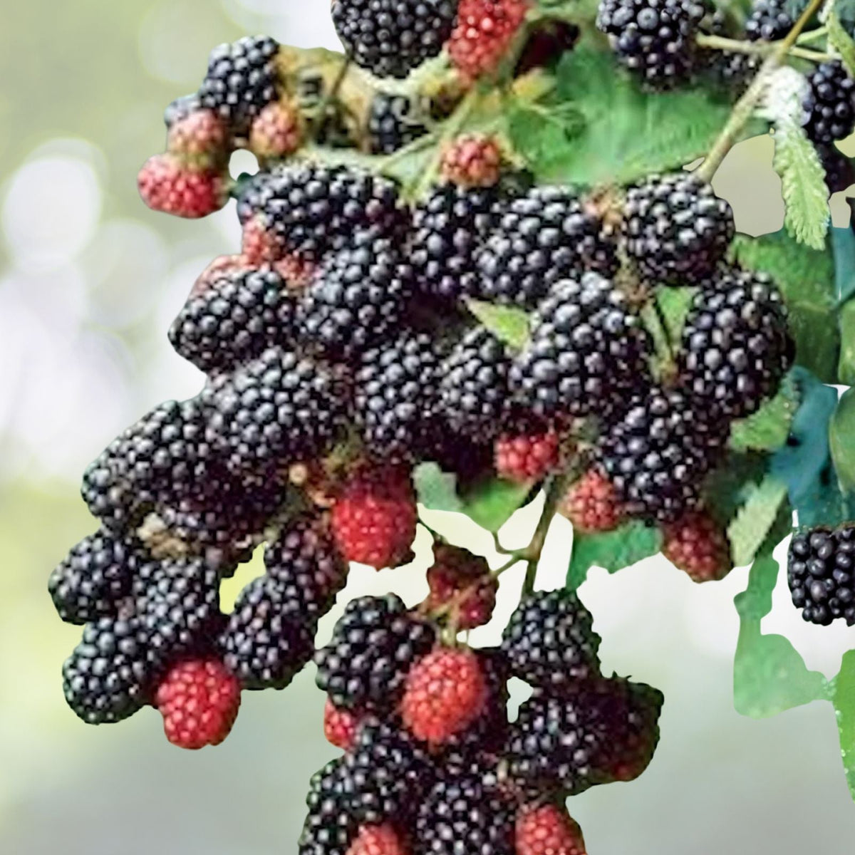 Bare Root Blackberry Plant - Prime-Ark 45 Floricane Variety - Edible Fruit - Rubus spp.