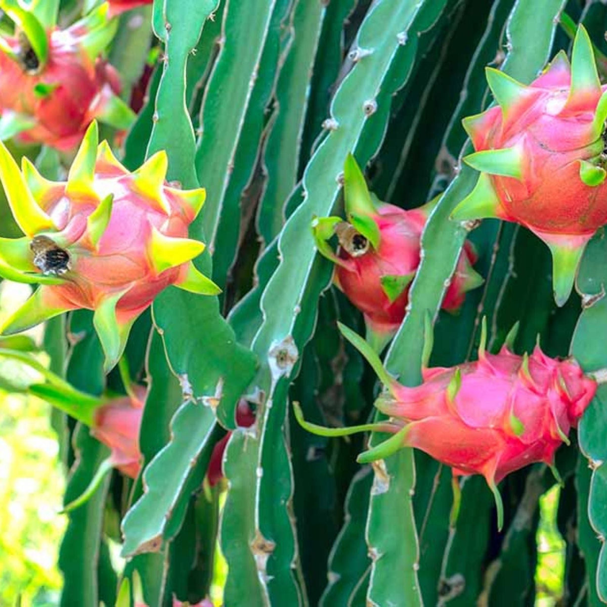 Dragon Fruit Starters - Exotic Rare Varieties - Hylocereus spp. - Edible Cactus Plant for Garden or Indoor Growing