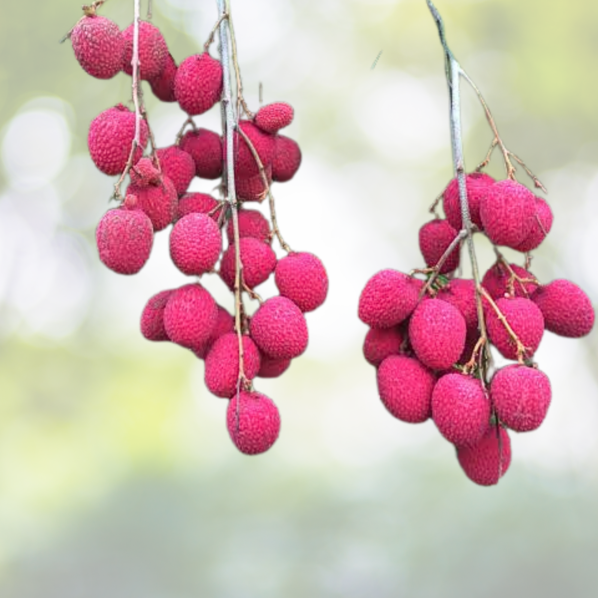 Lychee Seeds - 10pcs Non-GMO Heirloom Litchi Seeds for Gardening - Tropical Fruit (Litchi chinensis)