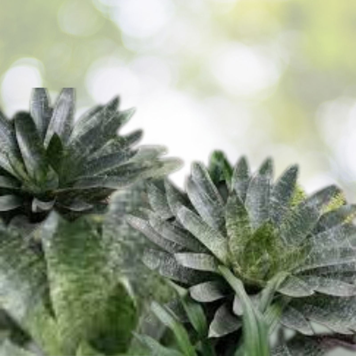 Vriesea gigantea 'Nova' Bromeliad Plant - Large Tropical Indoor/Outdoor Focal Point - Green & Silver Leaves - Vriesea gigantea