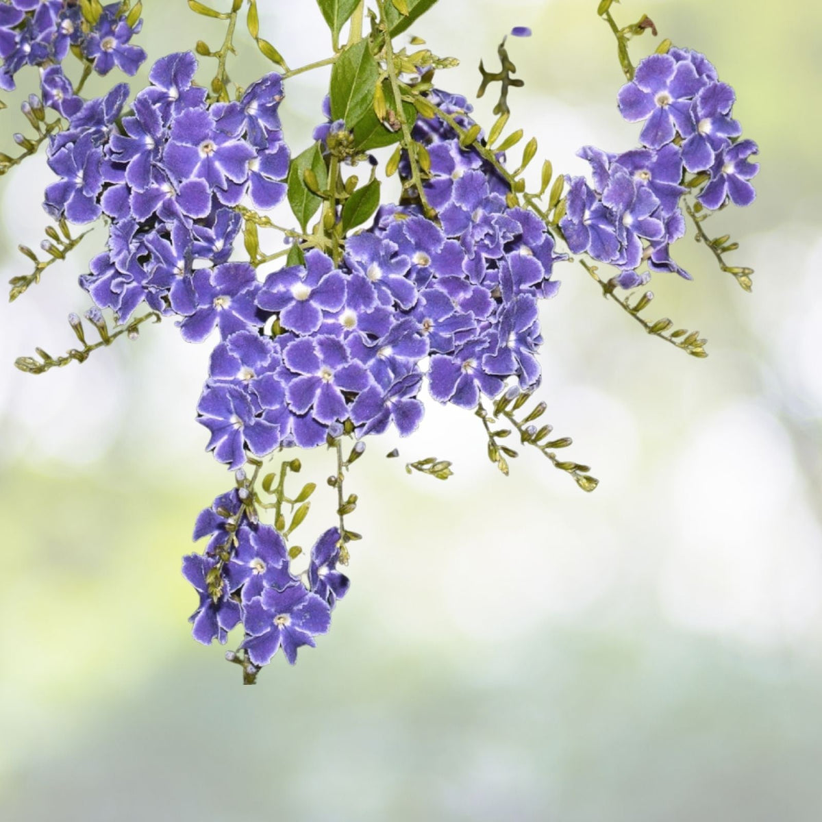 Sky Flower Seeds - Duranta repens Ornate Shrub - 10+ Seeds - Free Shipping