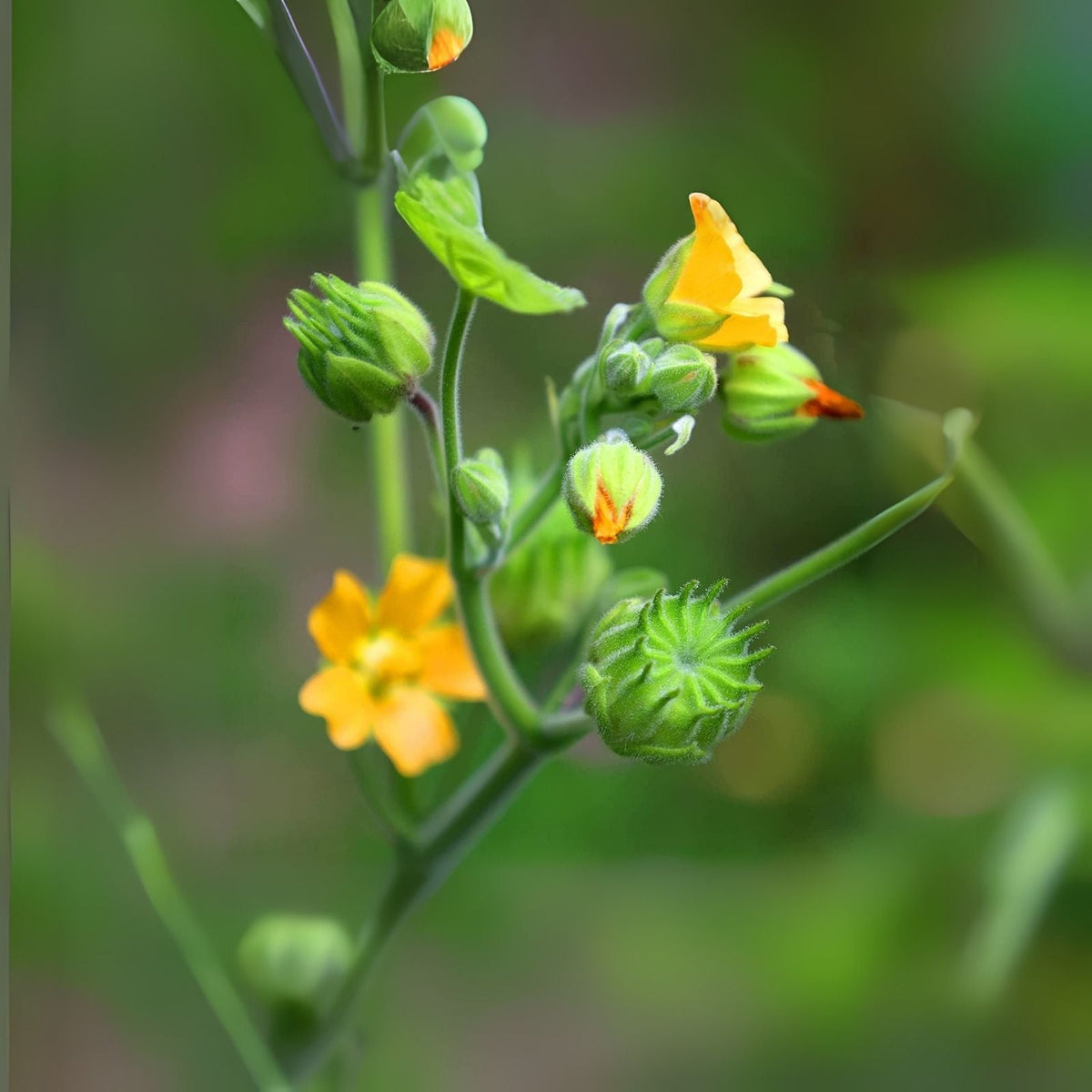 Velvetleaf Seeds - 50 Seeds - Button Bush - Abutilon theophrasti - Planting Seeds for Garden and Landscape