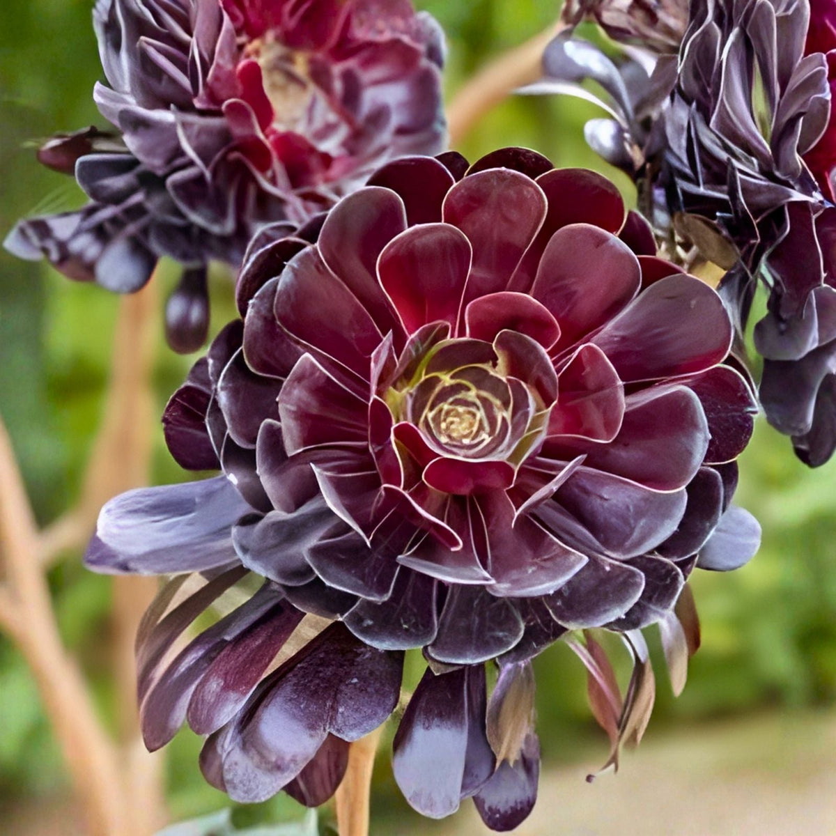 Aeonium Black Rose Cutting - 3-4" Succulent Plant - Dark Purple Foliage - Echeveria Family