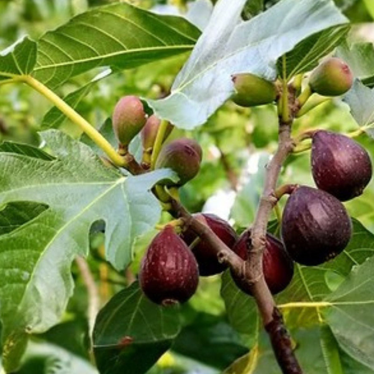 Fig Tree Cuttings - 9 Varieties including Gen Nero & Longue D'Aout - Ficus carica - Fruitful, Hardy, Fresh Propagation Material