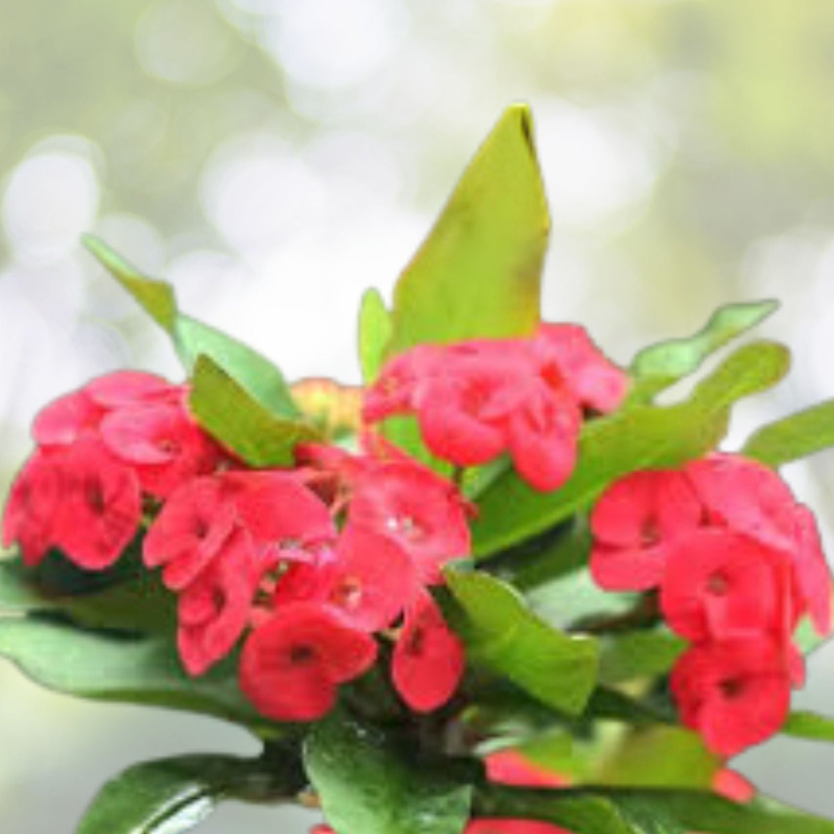 Red Euphorbia Live Plant 6 to 9 Inch Crown of Thorns Euphorbia milii No Pot Shipping Available