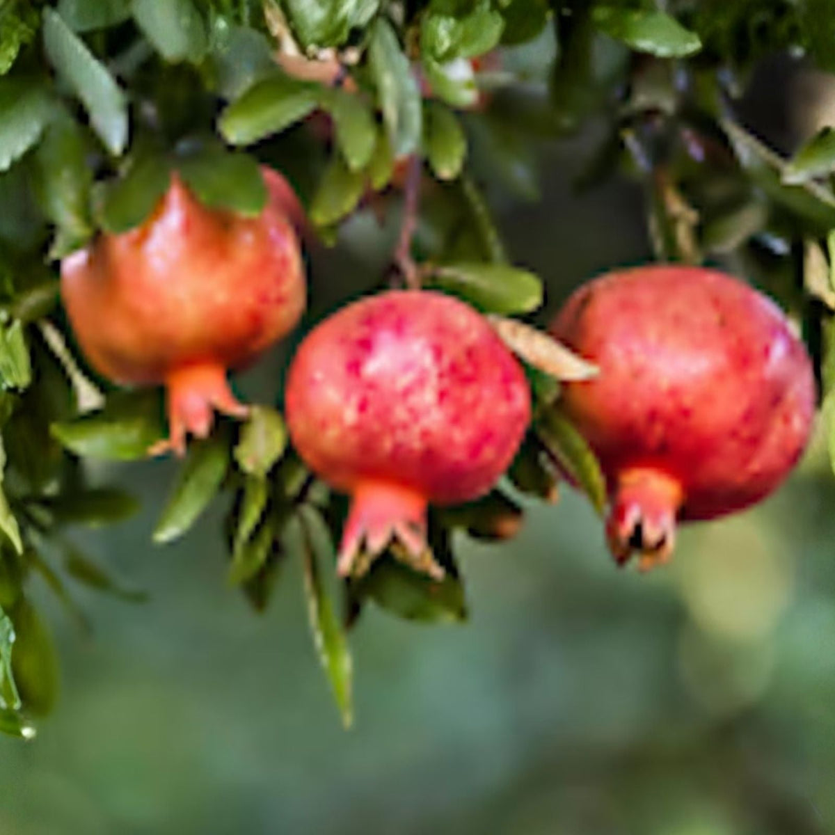 5 Pomegranate Trees - 5 Edible Starter Plants - Wonderful Variety - Punica granatum - Fruit Bearing, Heat Tolerant, Full Sun