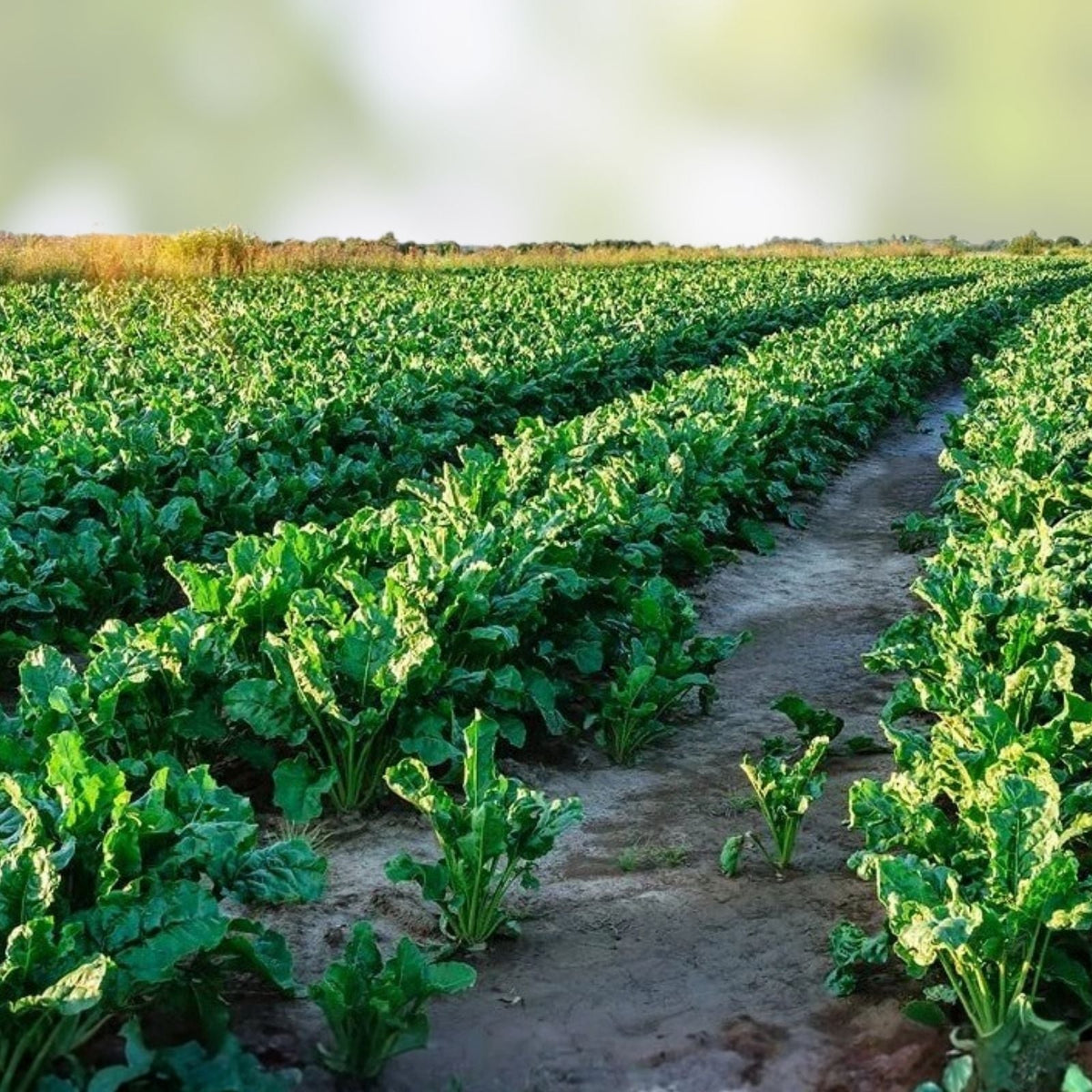 Sugar Beet Deer Food Plot Seeds 500 Count - Whitetail Deer Attractant Beta vulgaris Planting Seeds