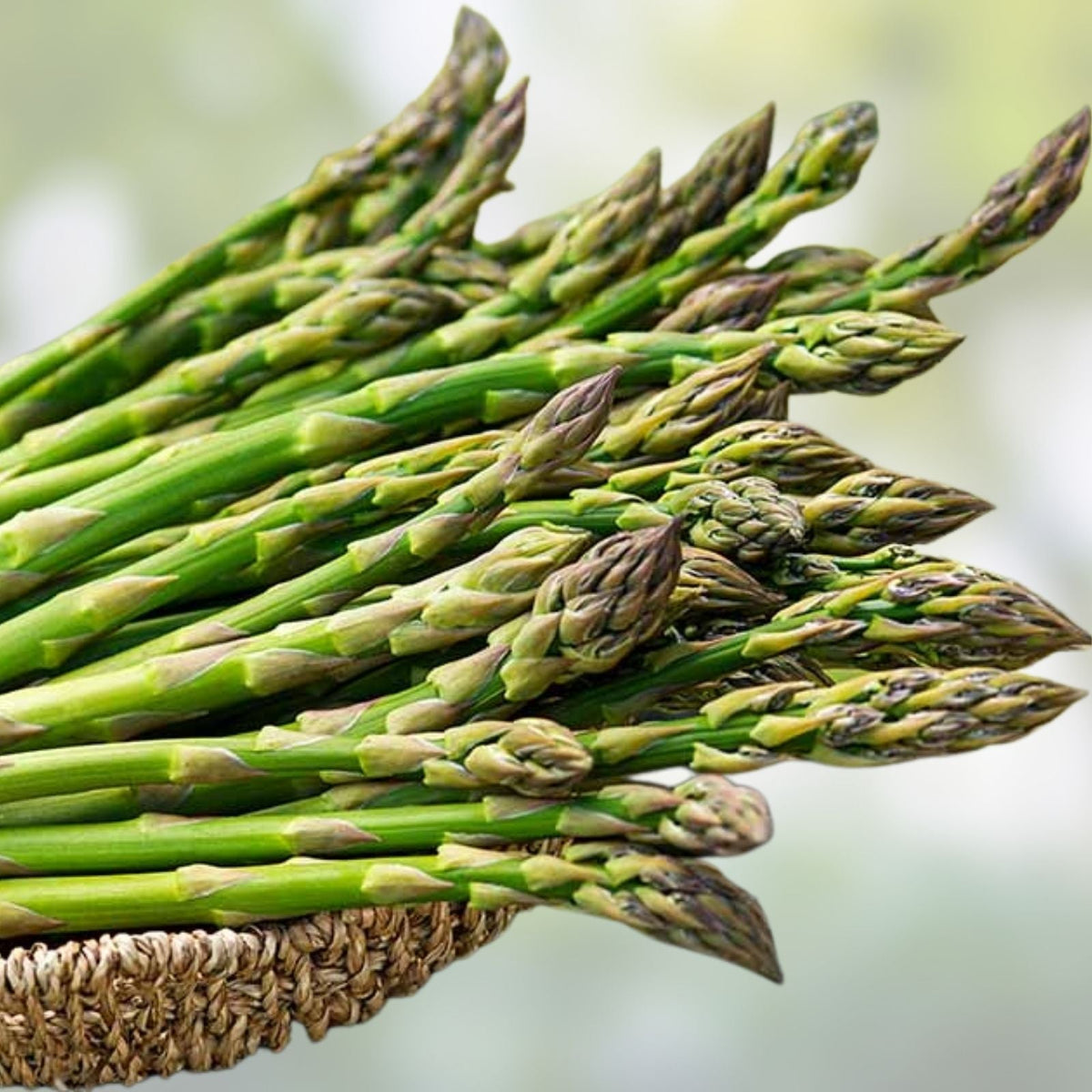 Asparagus Bare Root Plants 2-Year Crowns Millennium Variety Asparagus officinalis Vegetable Plants