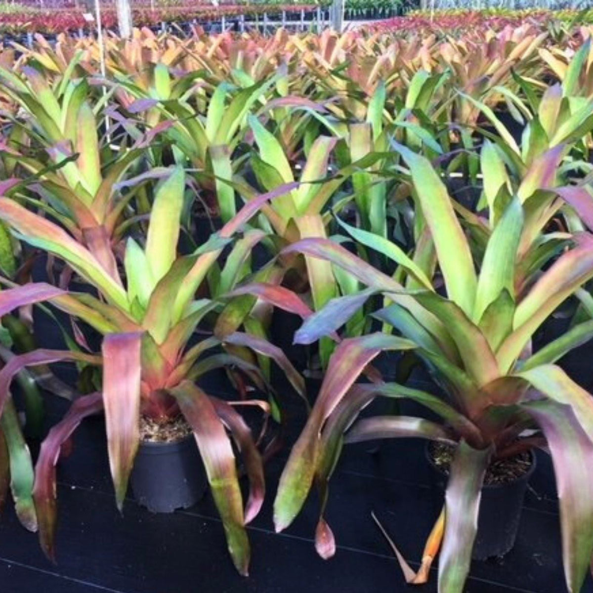 Aechmea Dean Plant 9" Pot - Green & Dark Burgundy Foliage - Aechmea distichantha for Landscaping & Interiorscape
