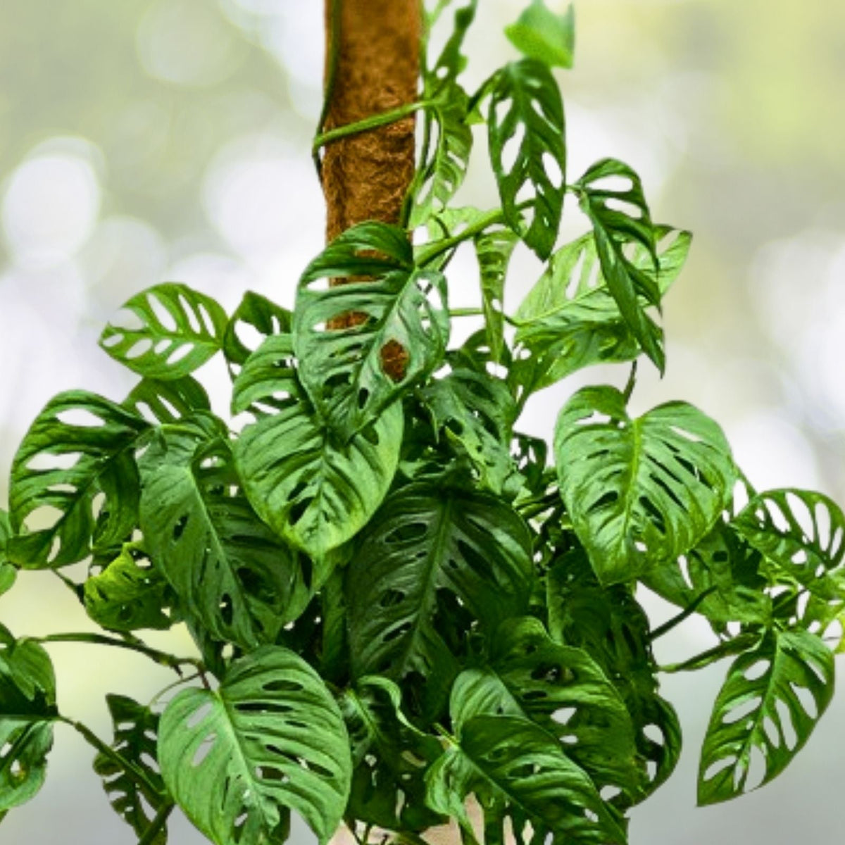 Large Rooted Cutting Monstera Deliciosa - Tropical Live Plant Swiss Cheese Plant - Monstera Adansonii