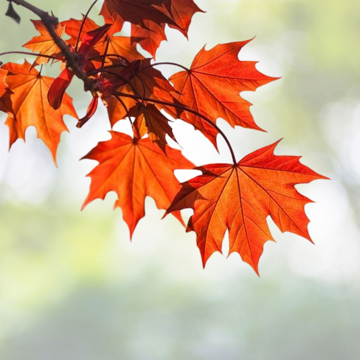 Red Maple Tree 6 to 12 Inch Deciduous Tree in 4 Inch Pot Acer rubrum