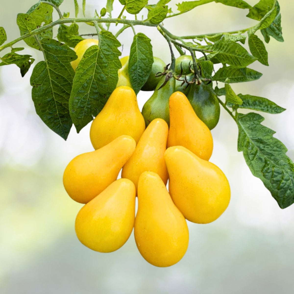 Yellow Pear Tomato Seeds | NON-GMO Heirloom | Fresh Vegetable Seeds | Solanum lycopersicum