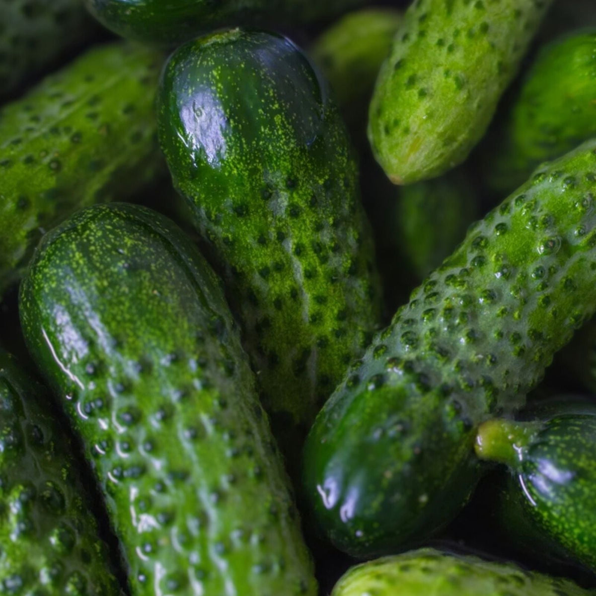 Heirloom Pickling Cucumber Seeds – 500 Non-GMO Seeds – National Variety for Homemade Pickles (Cucumis sativus)