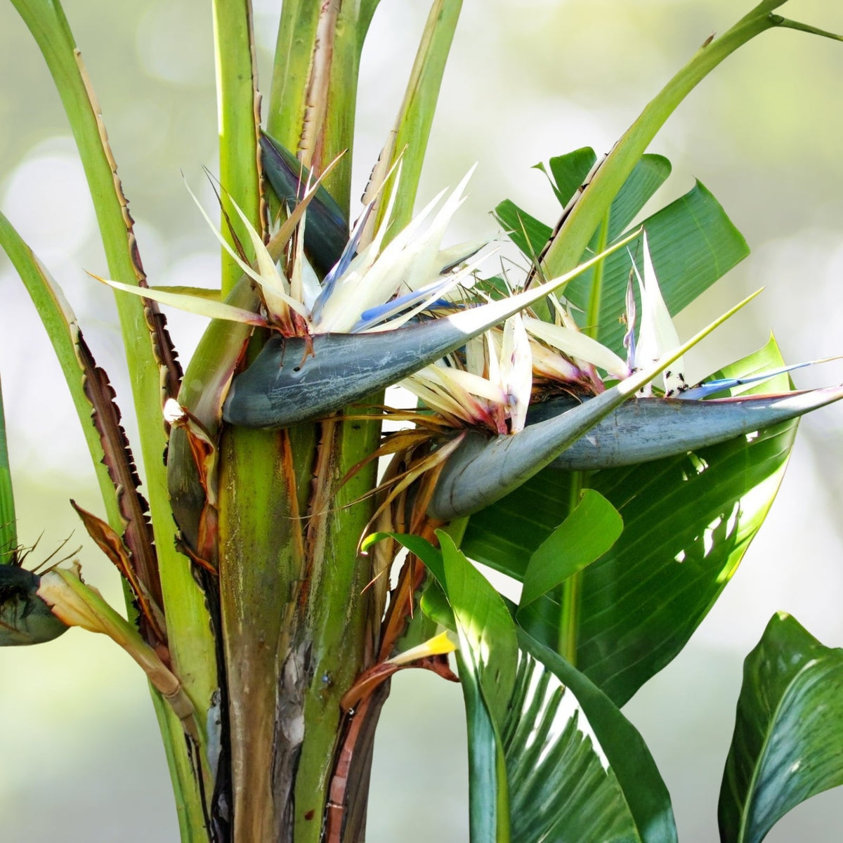 White Bird of Paradise Starter Plug - Strelitzia Nicolai - Lush Green Tropical Indoor Houseplant with Large Leaves