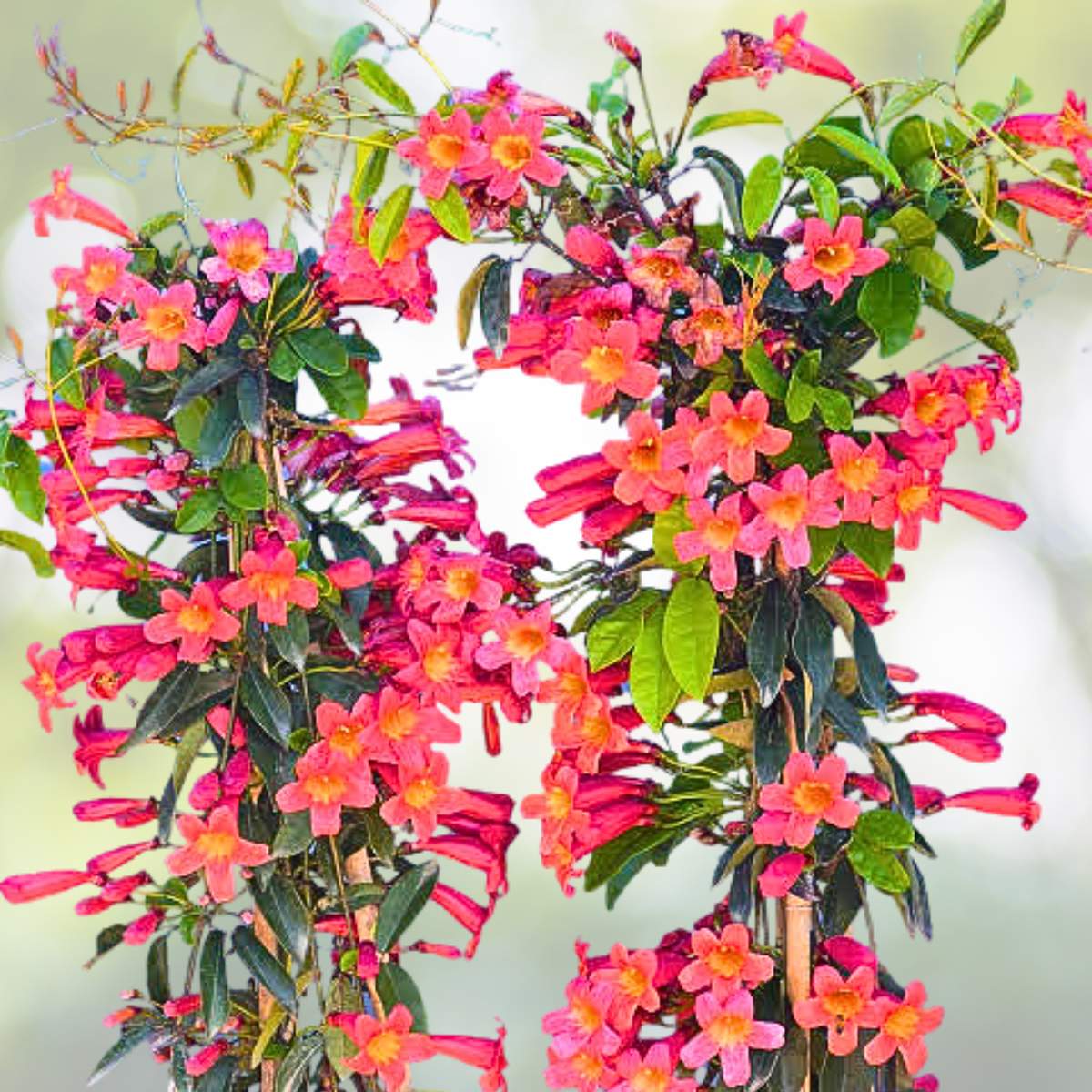 Bignonia 'Dressed to Thrill' Crossvine Plant - 7-12 Inch - Vibrant Climbing Vine for Garden Decor - Bignonia capreolata