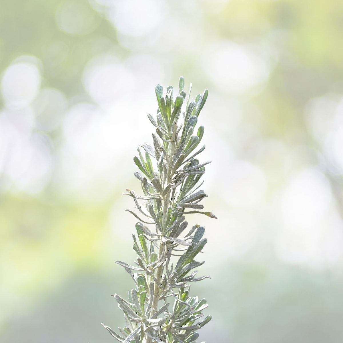 220 Smudging Sage Seeds | Big Mountain White Sagebrush | Artemisia Tridentata Vaseyana