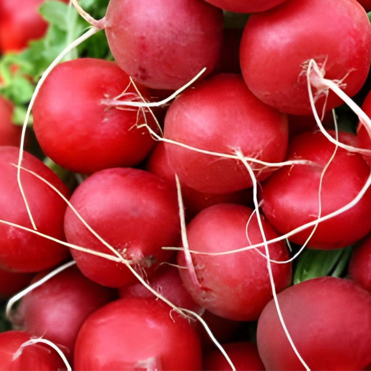 Heirloom Radish Seed Collection, 5 Varieties, Non-GMO Seeds for Home Gardening, Raphanus sativus