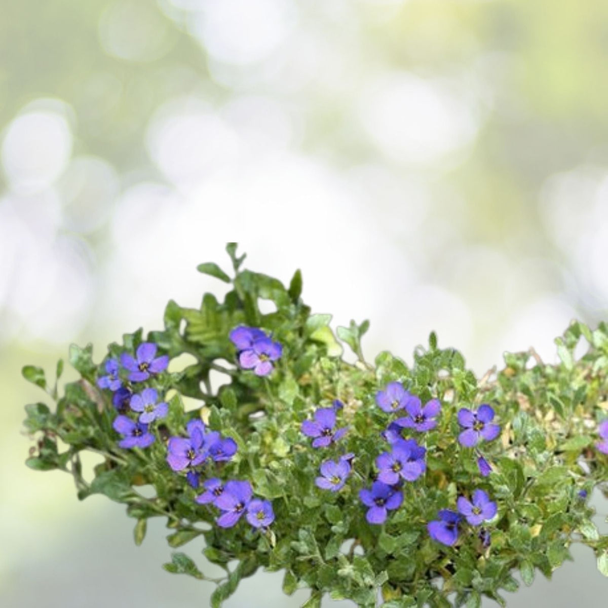 Cascade Blue Rock Cress Seeds - Aubrieta Hybrida Superbissima - Perennial Flower Seeds - Free Shipping US