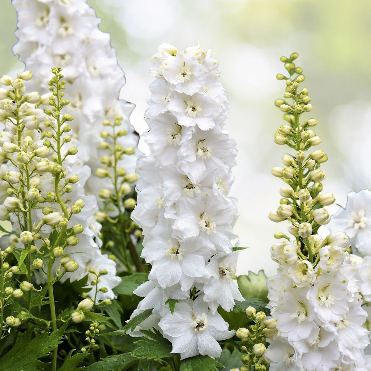 White King Larkspur Seeds - Pre-Stratified, Delphinium consolida, 30 Seeds, Free Shipping