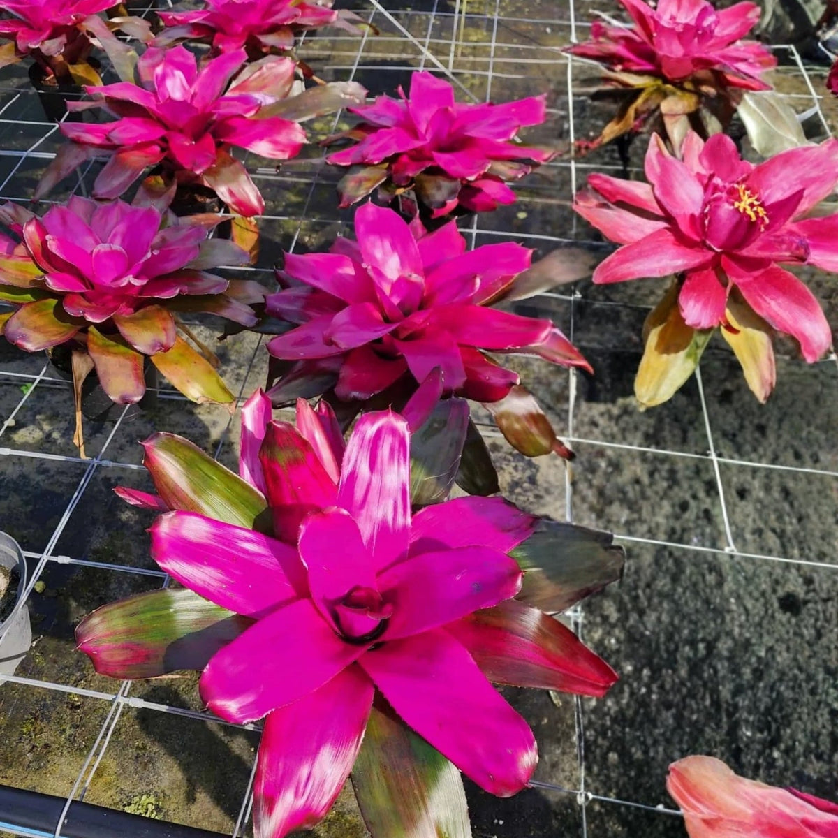 Bromeliad 6" Pot Neoregelia Tatiana Dark Green Foliage Purple-Magenta Top Neoregelia Tatiana (USPP22,563P2)