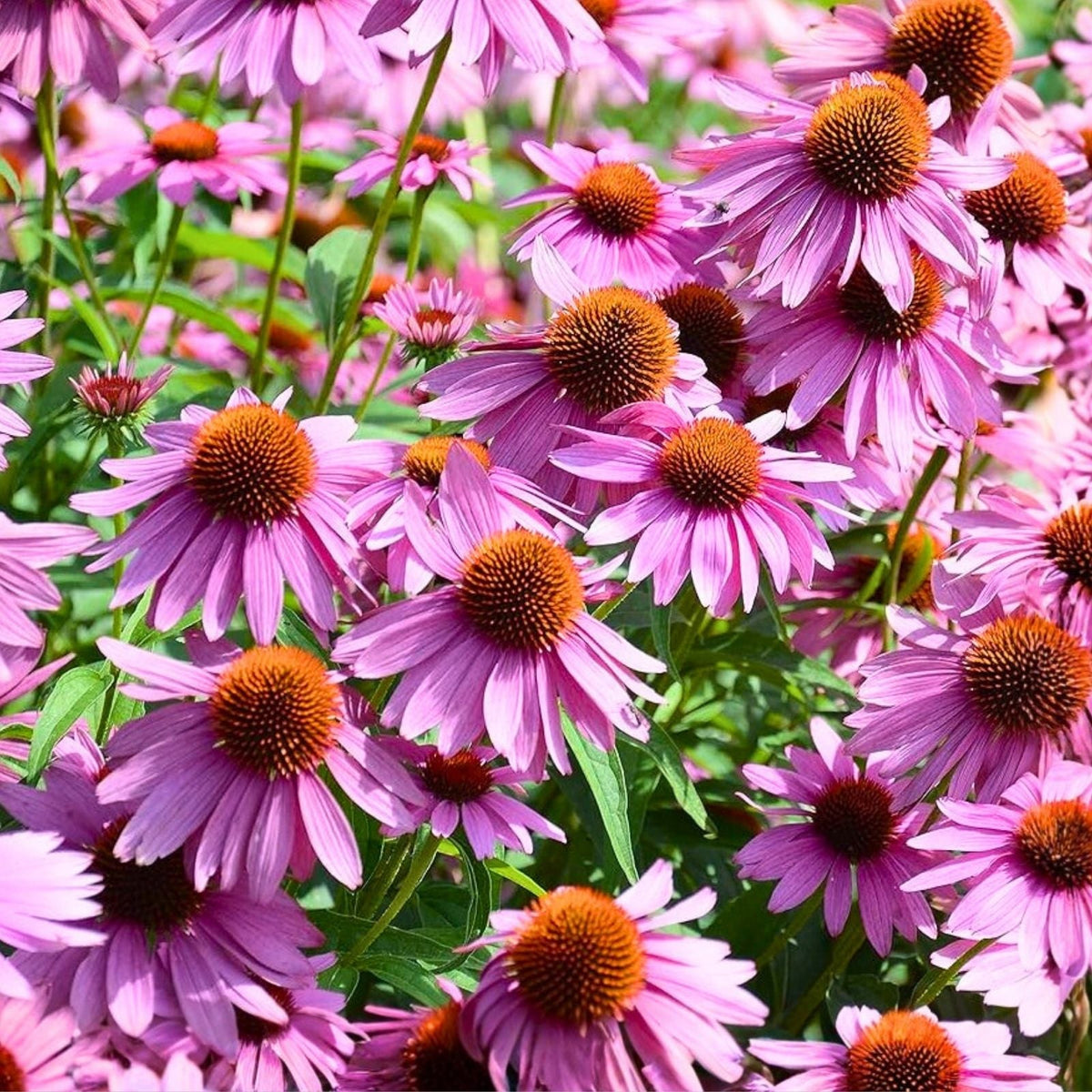 Echinacea Purpurea Seeds - 1000 Purple Coneflower Seeds - Vibrant Purple Flowers for Garden or Landscape