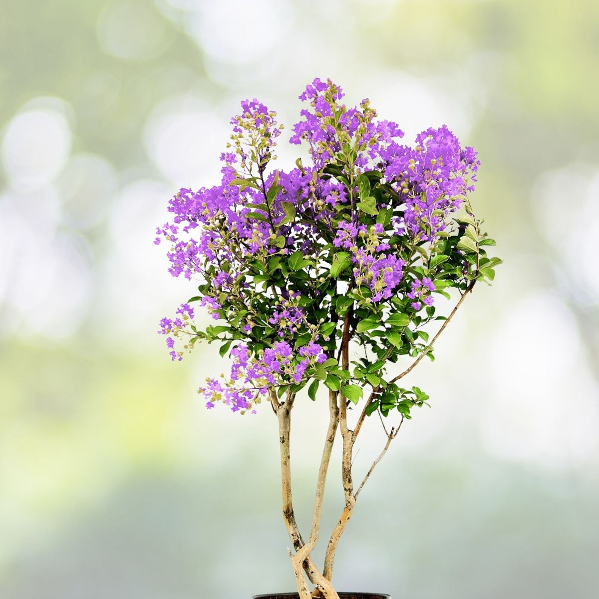 Purple Crepe Myrtle Live Plants 6" Rooted Cuttings, Dark Flowering Trees/Bushes, Lagerstroemia indica