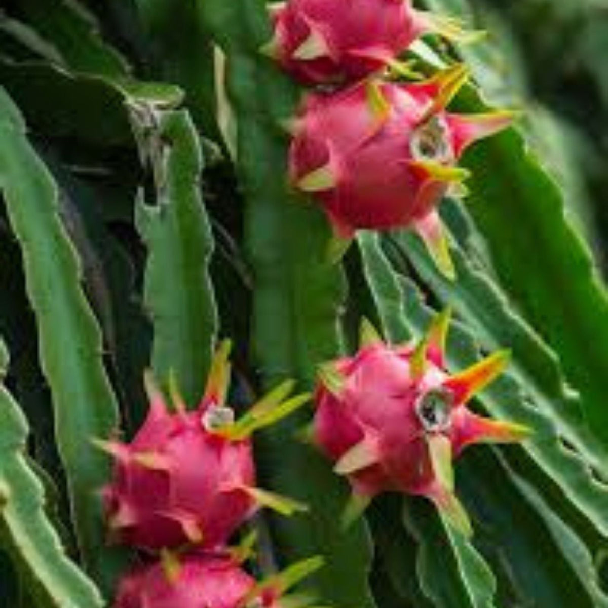 Dragon Fruit Plant - Well Rooted White Pitaya - Hylocereus undatus - Fruit Bearing Cactus Plant for Garden or Indoor Growing